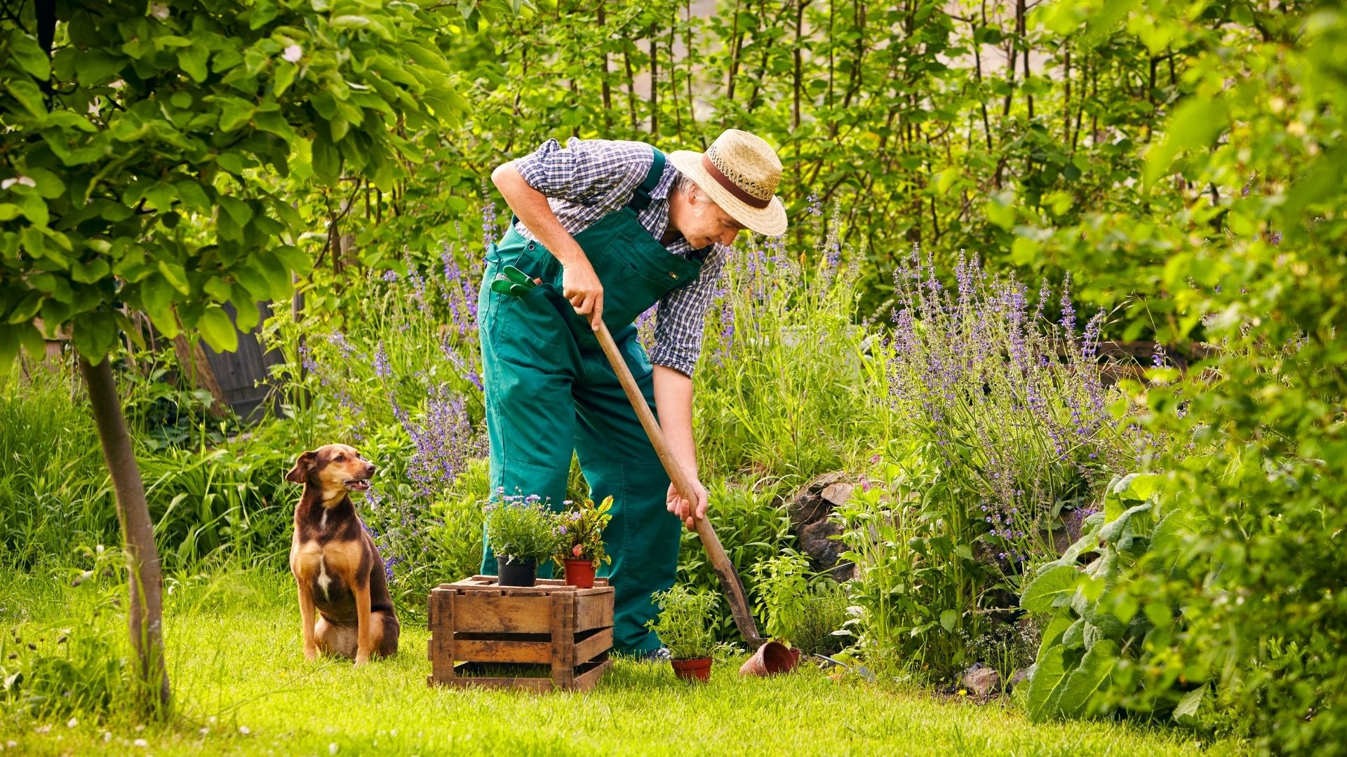 Jardinage débutant : le paradis sous votre fenêtre